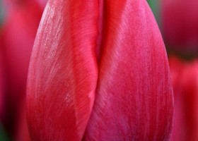 Tulipa First Date ® (3)